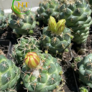 Xương rồng cory hoa vàng