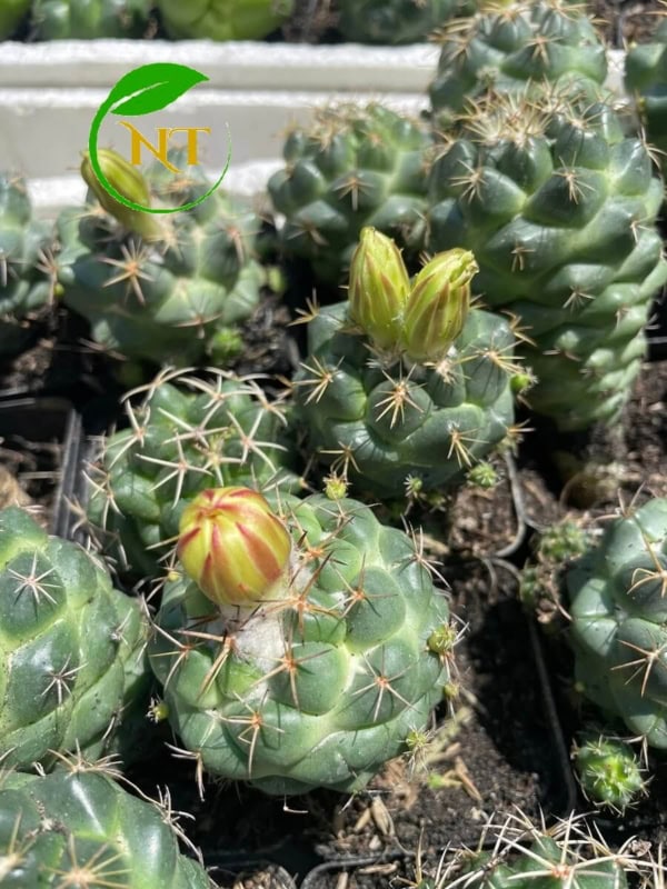 Xương rồng cory hoa vàng