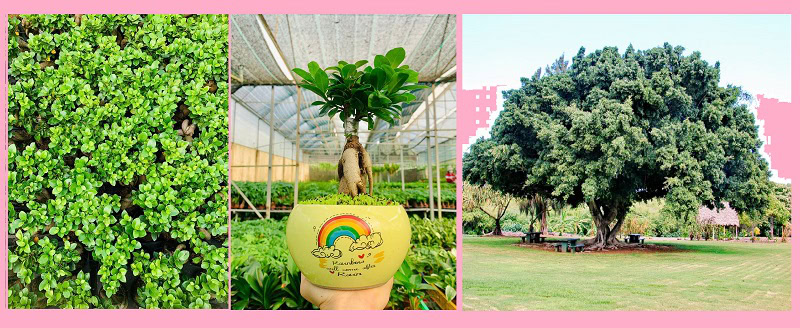 Đặc điểm cây si
