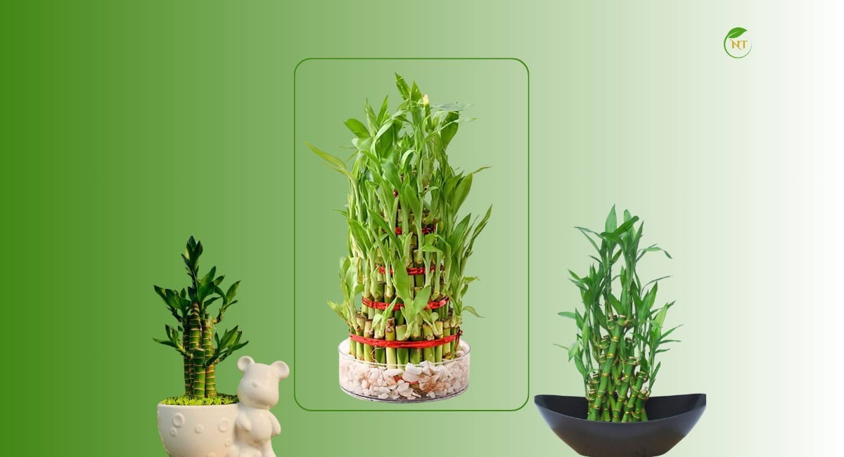 Đặc điểm cây Trúc phát tài