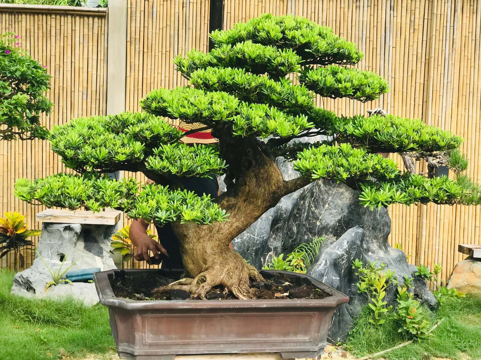 Đặc điểm cây Tùng kim cương