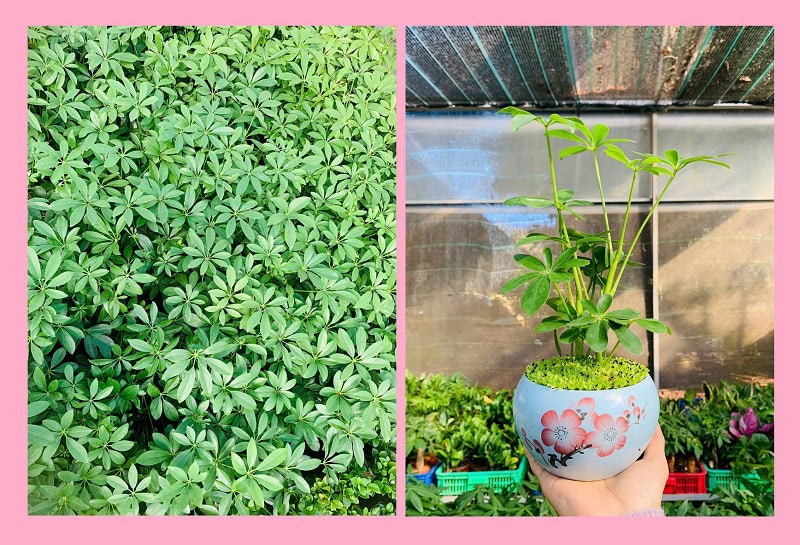 Đặc điểm cây Ngũ gia bì