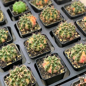 Xương rồng Gymno Lem
