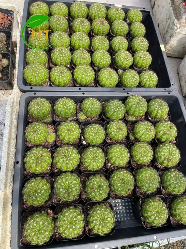 notto hoa vàng nhụy đỏ
