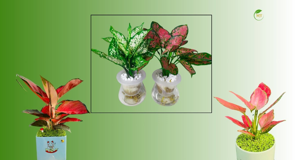 Phân loại cây Vạn lộc