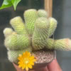 Rebutia 5 cm