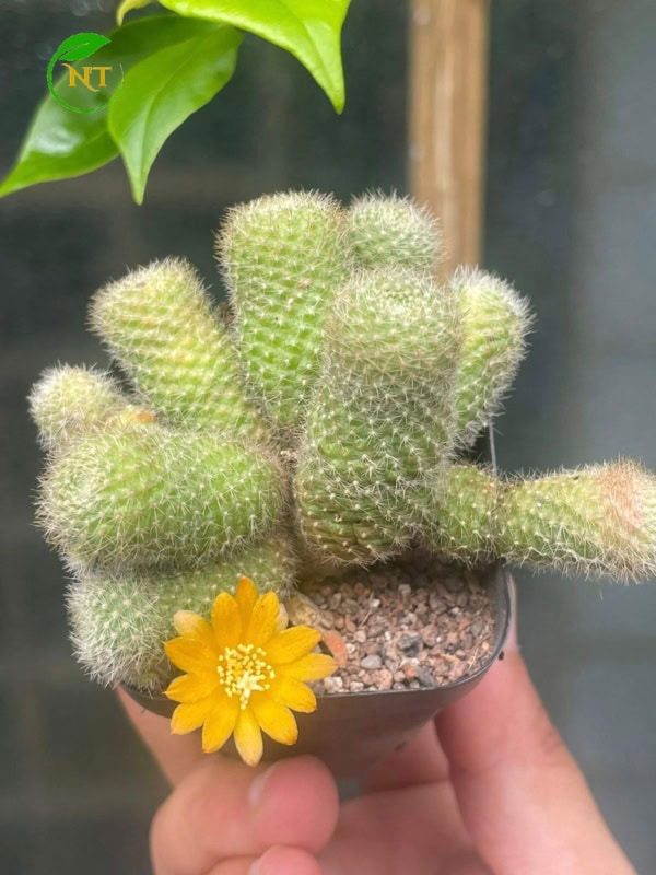 Rebutia 5 cm