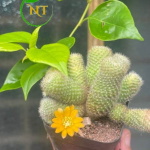 Rebutia 5 cm