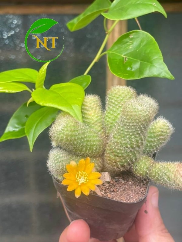 Rebutia 5 cm