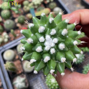 Xương rồng sầu riêng
