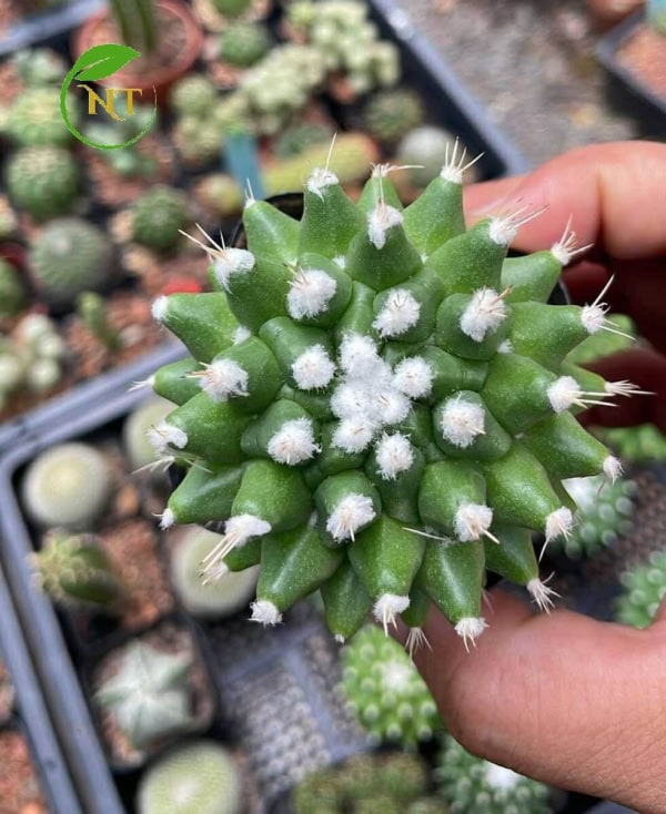 Xương rồng sầu riêng