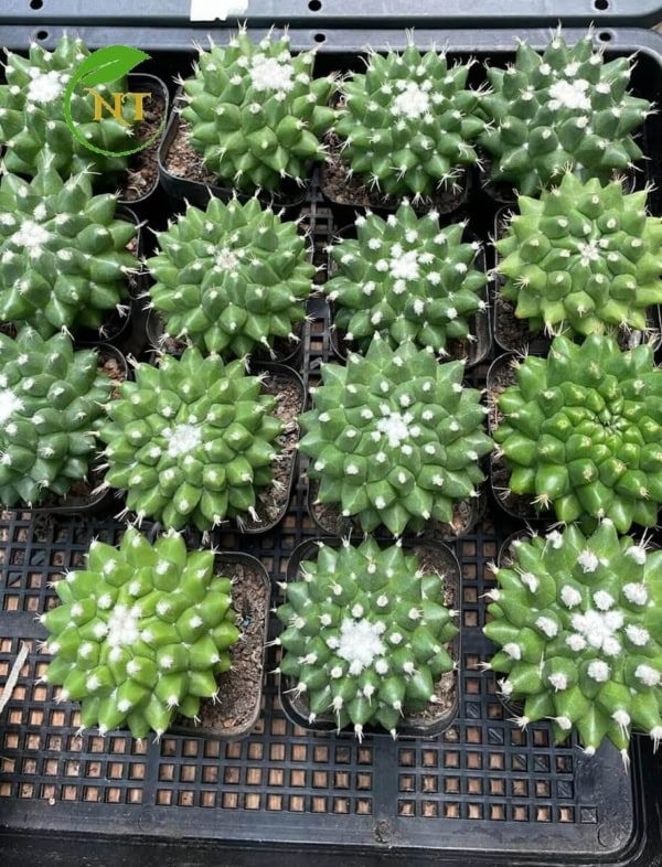 Xương rồng sầu riêng