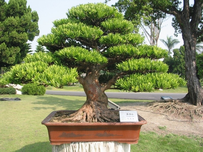 Tác dụng cây tùng kim cương