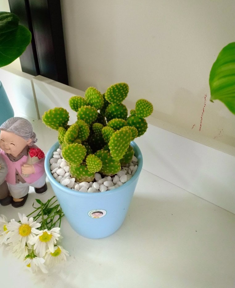 Tác dụng cây xương rồng tai thỏ