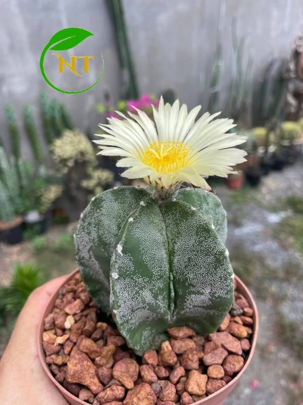 Xương rồng Astro
