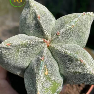 xương rồng astro