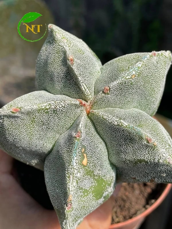 xương rồng astro