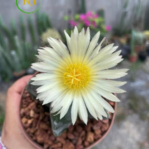 Xương rồng Astro
