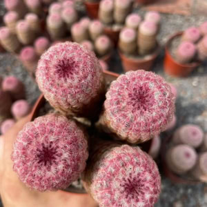 Xương rồng cầu vòng