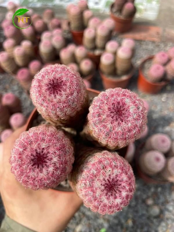Xương rồng cầu vòng