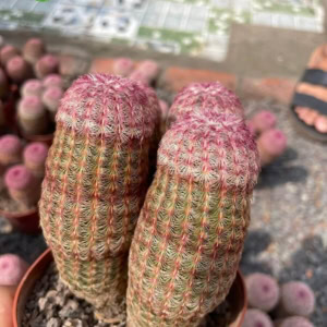 Xương rồng cầu vòng