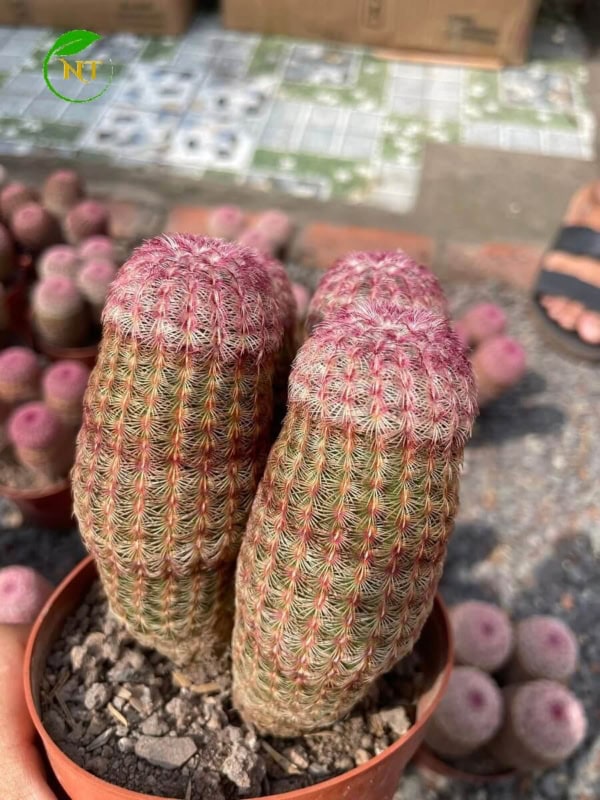 Xương rồng cầu vòng
