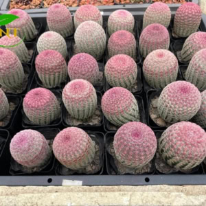 Xương rồng cầu vòng