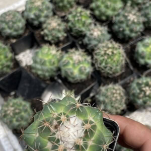 Xương rồng cory