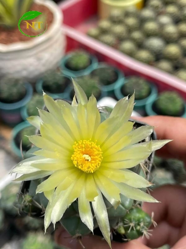 Xương rồng cory