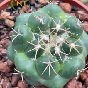 Xương rồng cory
