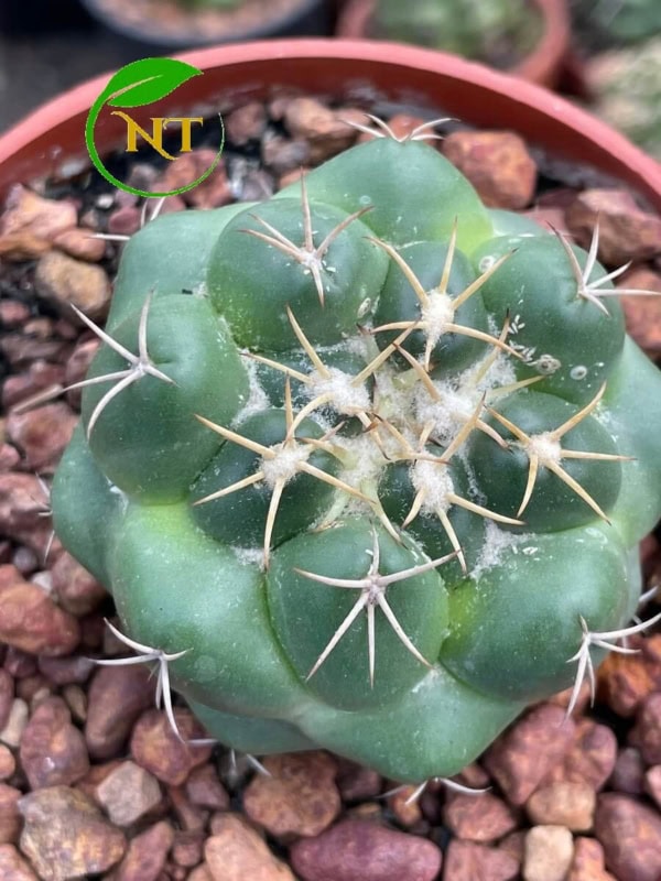 Xương rồng cory