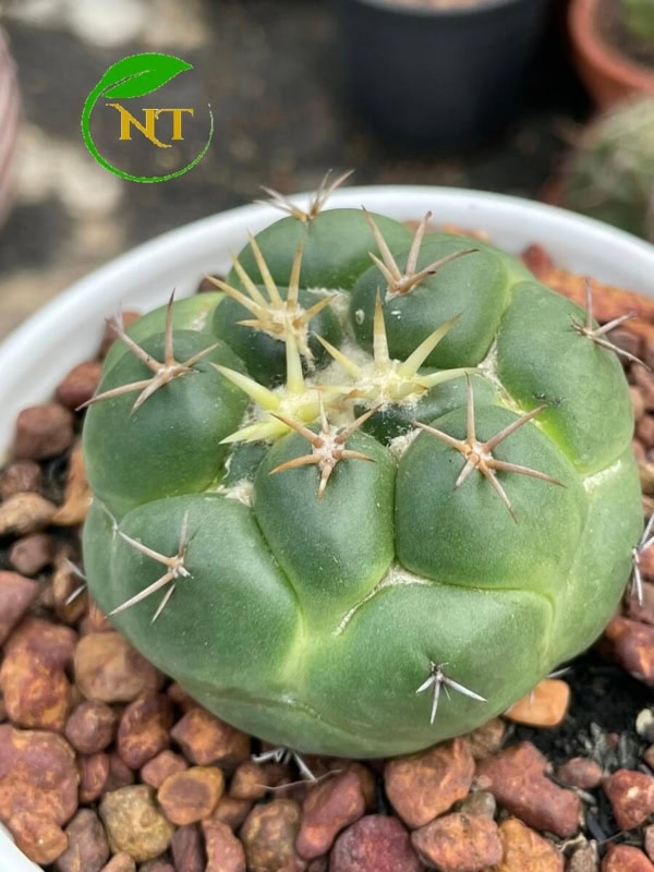 Xương rồng cory