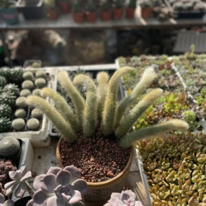 xương rồng đuôi cáo