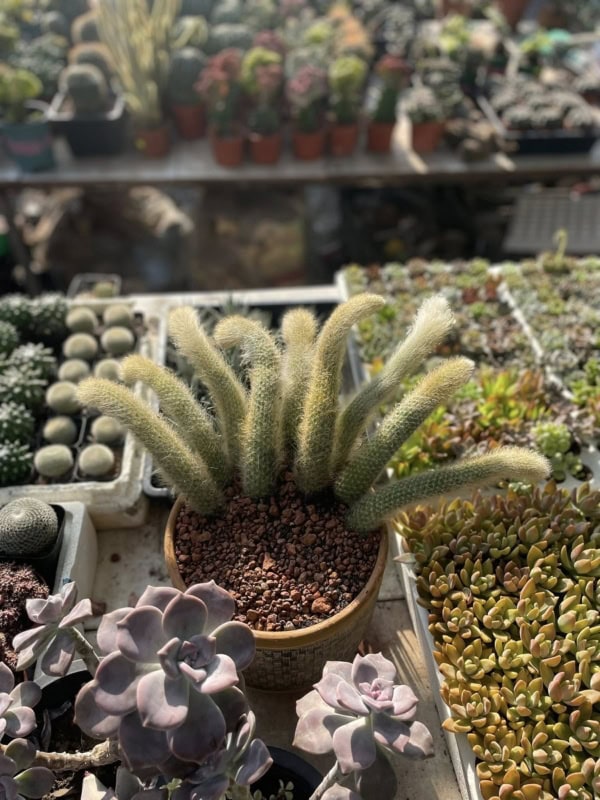 xương rồng đuôi cáo