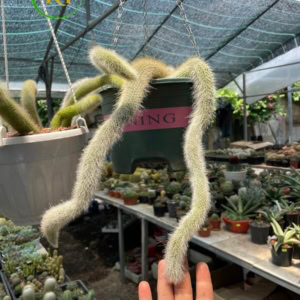 Xương rồng Đuôi cáo