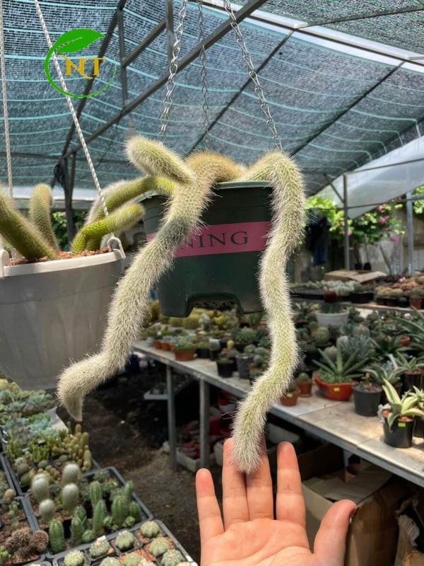 Xương rồng Đuôi cáo