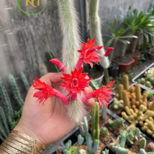 Xương rồng Đuôi cáo