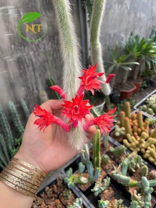 Xương rồng Đuôi cáo
