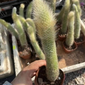 xương rồng đuôi cáo