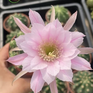 Xương rồng Echino