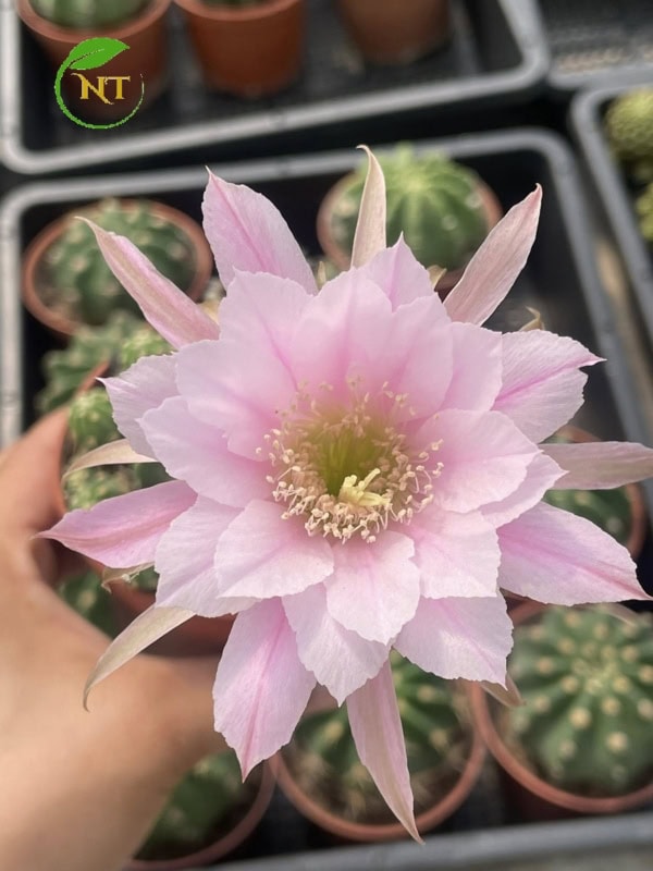 Xương rồng Echino