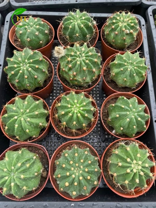 Xương rồng Echino