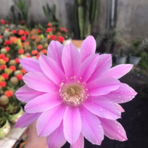 Xương rồng Echino