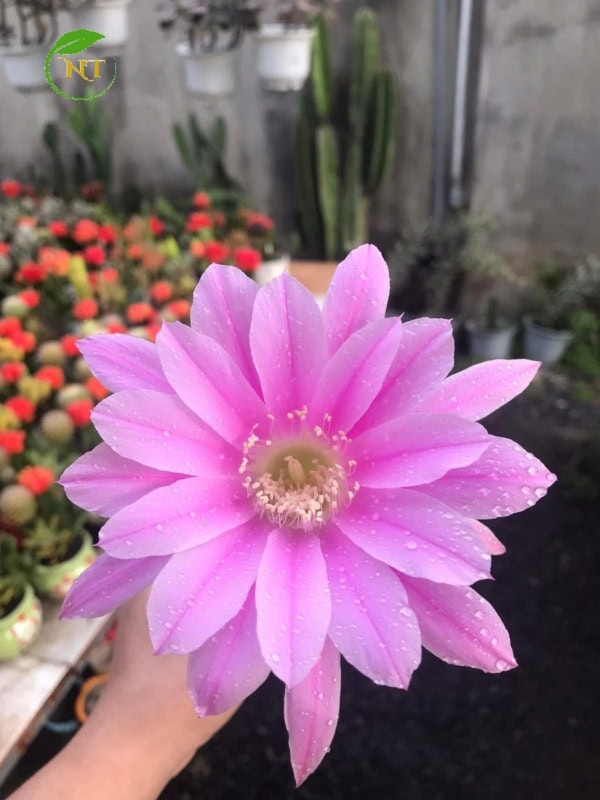 Xương rồng Echino