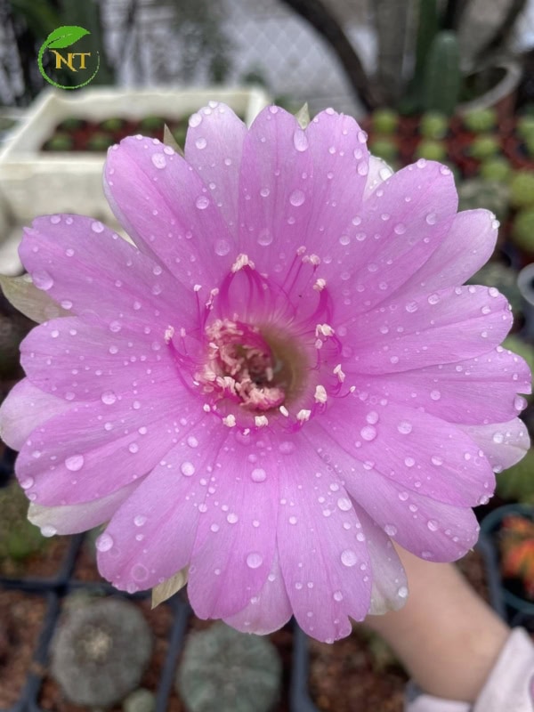 Xương rồng Echino