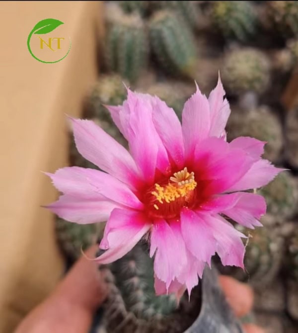Xương rồng Echi bụ trắng