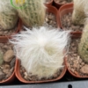 Xương rồng Espostoa