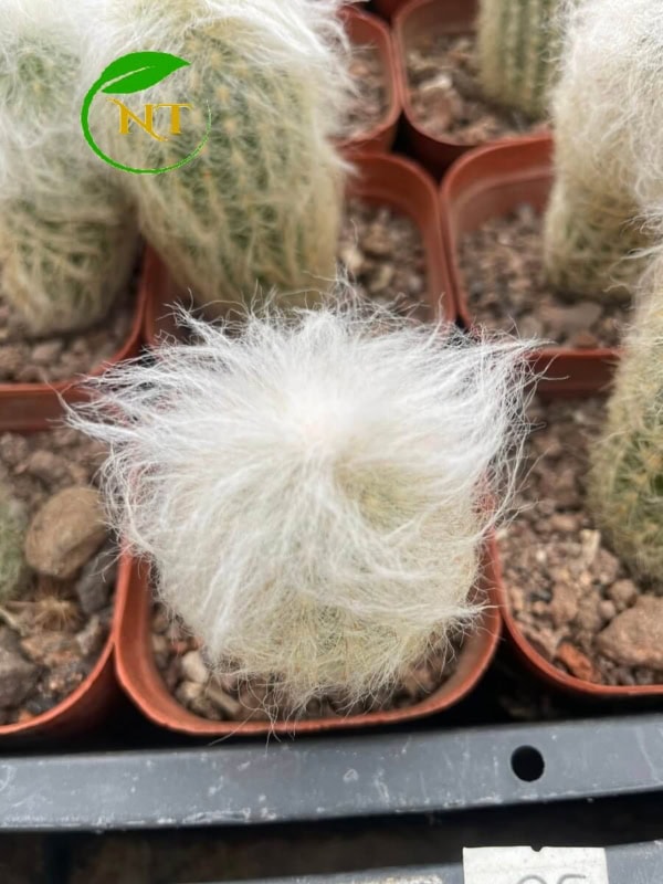 Xương rồng Espostoa