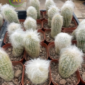Xương rồng Espostoa