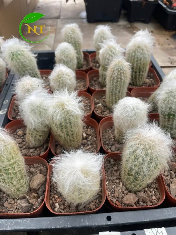 Xương rồng Espostoa